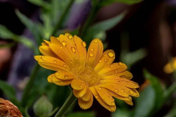 Calendula Blomma Våt Med Daggdroppar — Stockfoto