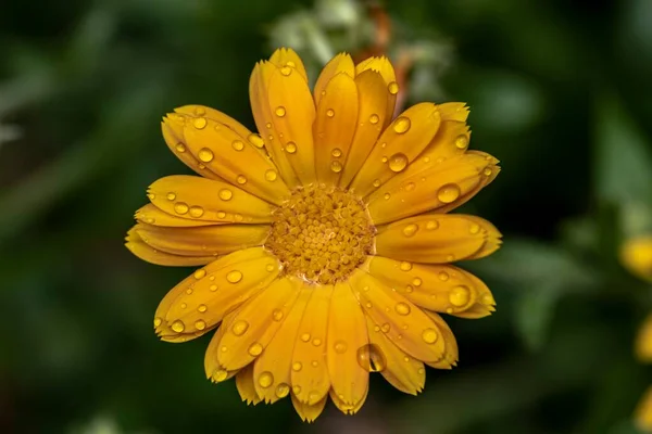 Calendula Blomma Våt Med Daggdroppar — Stockfoto