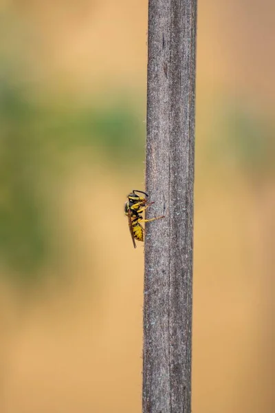 Close Wasp Specimen Twig — Stock Photo, Image