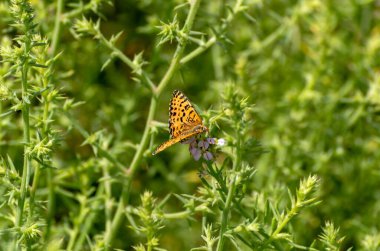 Vanessa del Cardo Kelebeği 'nin yeşil arka plandaki çiçeğine yakın plan