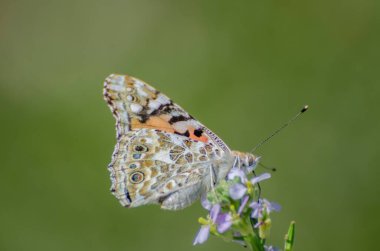 Vanessa del Cardo Kelebeği 'nin yeşil arka plandaki çiçeğine yakın plan