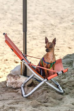 Kumsaldaki iskemlede oturan sevimli küçük köpek.