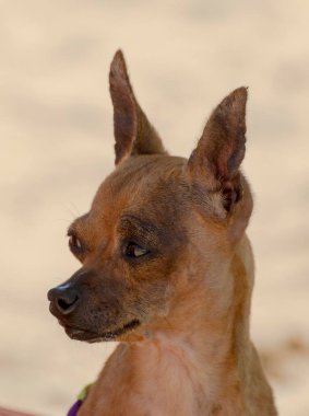 Küçük bir Pincher köpeğinin yakın plan portresi