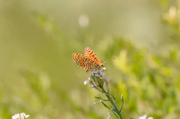 Close Butterfly Melitaea Didyma Flower Green Background — Stock Photo, Image