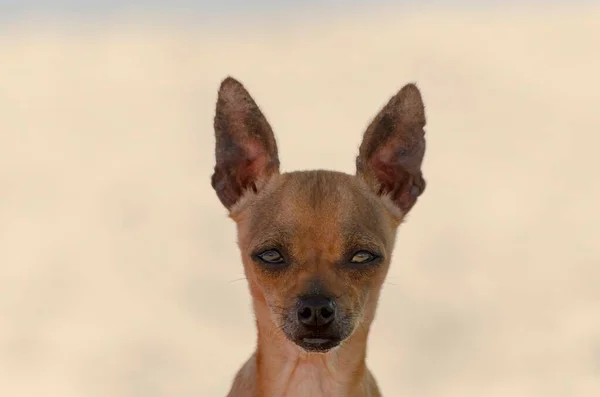 Närbild Porträtt Liten Pincher Hund — Stockfoto
