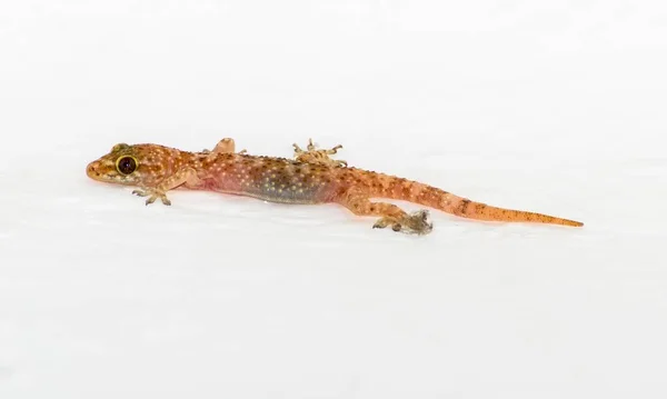 Mały Gecko Ścianie Muru — Zdjęcie stockowe