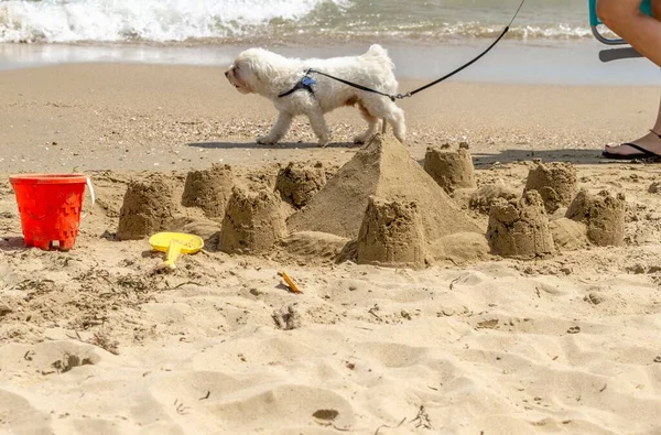 Hond Loopt Het Strand Voor Een Zandgebouw — Stockfoto