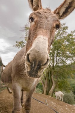 Ön planda eşeğin portresi