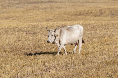 Kırsal kesimde ön planda inekler