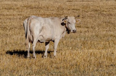 Kırsal kesimde ön planda inekler