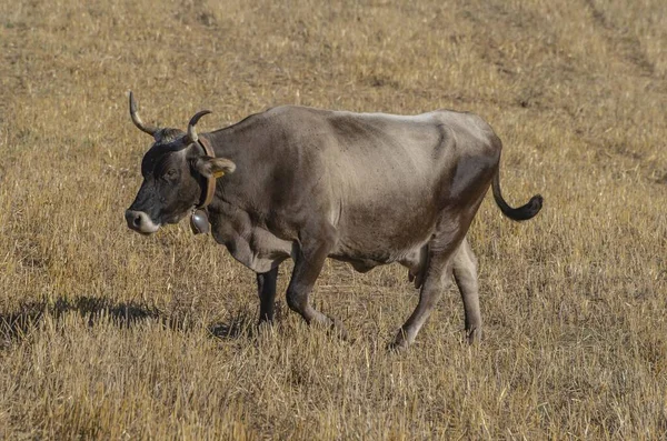Корова Переднем Плане Сельской Местности — стоковое фото