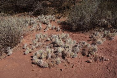 Kaktüsler ve dramatik kaya oluşumları Quebrada Palmira ve Canyon del Inca, yakın Tupiza, Bolivya