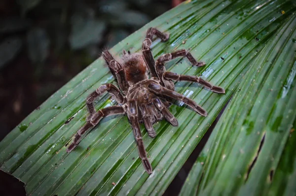 Granchi Leggeri Sally Grapsus Grapsus Camminano Attraverso Rocce Vulcaniche — Foto Stock