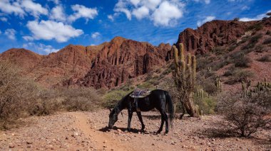 Bir at Quebrada Palmira ve Canyon del Inca, Tupiza, Bolivya yakınındaki bir binicilik tur sırasında bir mola alır
