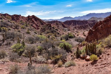 Kaktüsler ve dramatik kaya oluşumları Quebrada Palmira ve Canyon del Inca, yakın Tupiza, Bolivya