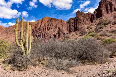 Kaktüsler ve dramatik kaya oluşumları Quebrada Palmira ve Canyon del Inca, yakın Tupiza, Bolivya