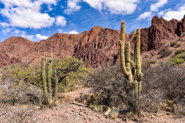 Kaktüsler ve dramatik kaya oluşumları Quebrada Palmira ve Canyon del Inca, yakın Tupiza, Bolivya