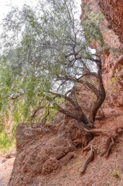 Bir ağaç Canyon del Inca, Tupiza, Bolivya yakınındaki bir uçurum duvar kenarına tutunur