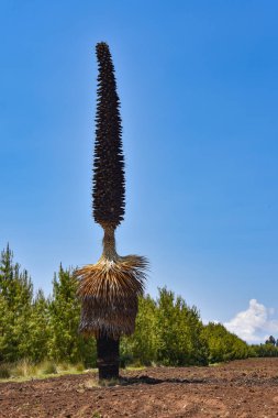 Puya Raimondi, dünyadaki en büyük çiçek, Ayacucho yakınlarındaki Andes büyüyen alanları, Peru