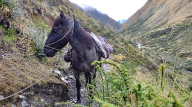 Bir katır, kutsal vadideki uzak bir dağ yolu boyunca mal taşıyor. Cusco, Peru