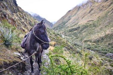 Bir katır, kutsal vadideki uzak bir dağ yolu boyunca mal taşıyor. Cusco, Peru