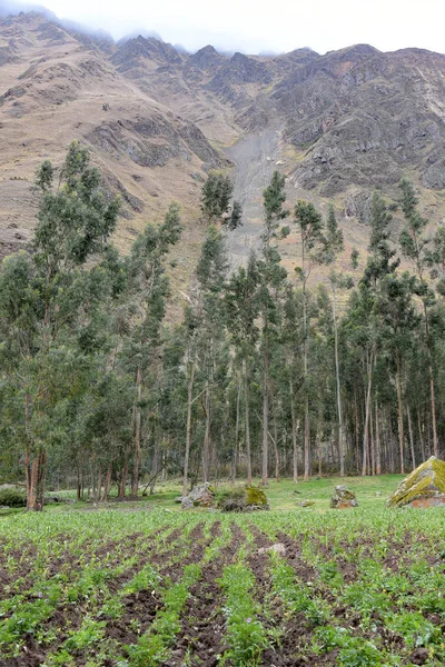 Eucalyptus trees in the Sacred Valley, Cusco, Peru — Stock Photo, Image