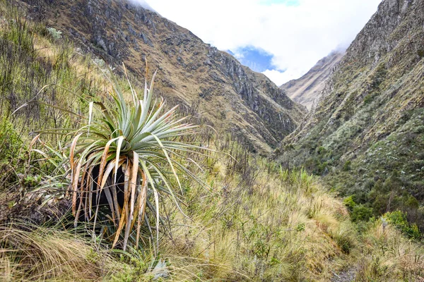 Cacti e Bromélias crescem nas montanhas de alta altitude de Cusco, Peru — Fotografia de Stock