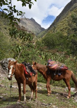 Machu Picchu 'ya giden İnka Patikası' nda kamp malzemeleri taşıyan atlar. Peru
