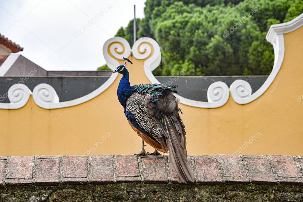 A peacock sits on a wall in the Sao Jorge castle, Lisbon, Portugal