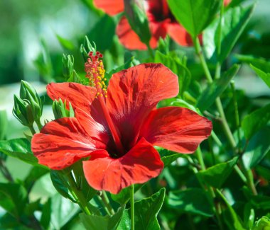 Otel odasının içi. Beyaz yastıkta gül yaprakları
