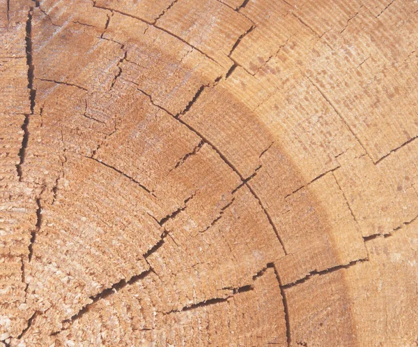 Kesik Ağaç Gövdesinin Ahşap Dokusu Yakın Plan — Stok fotoğraf