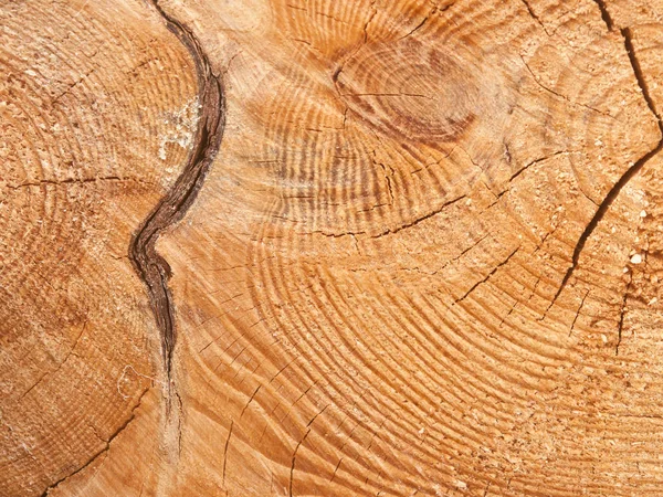 Textura Madeira Tronco Árvore Cortada Close — Fotografia de Stock