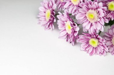 Beyaz arka planda kasımpatı çiçeği