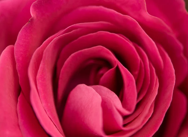 Ένα Κοντινό Πλάνο Ενός Κόκκινου Τριαντάφυλλου — Φωτογραφία Αρχείου