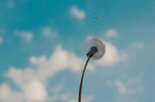 Dandelion Seeds Sky Background — Stock Photo, Image