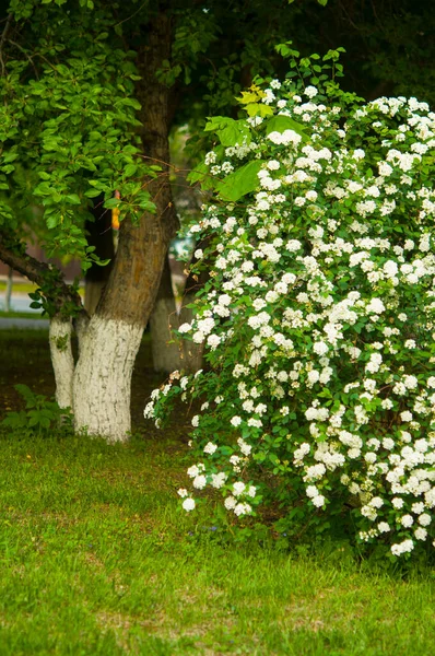 Een Struik Bloeiende Met Witte Bloemen — Stockfoto