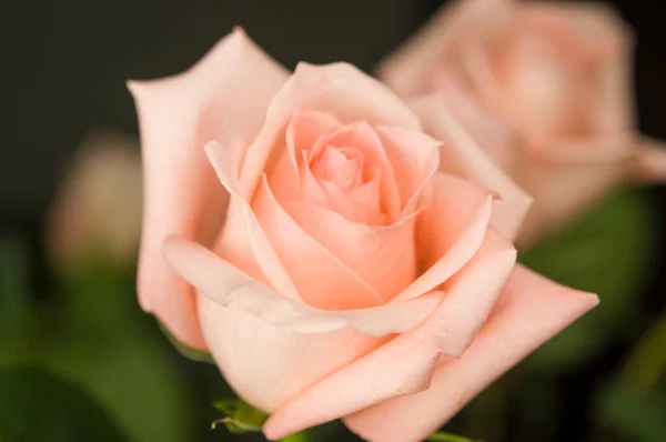 Λουλούδι Φόντο Του Λεπτή Ροζ Τριαντάφυλλο — Φωτογραφία Αρχείου