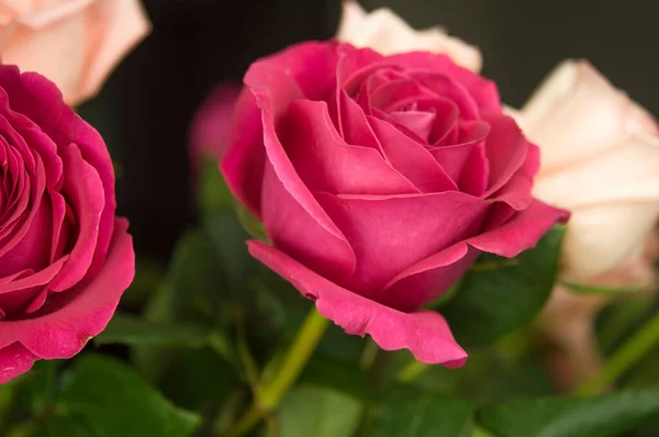 Όμορφα Ροζ Και Κόκκινα Τριαντάφυλλα — Φωτογραφία Αρχείου