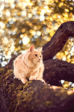 Ormanda ağaç üzerinde kırmızı kedi