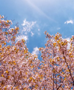 Kiraz çiçekleri, çiçekli sakura
