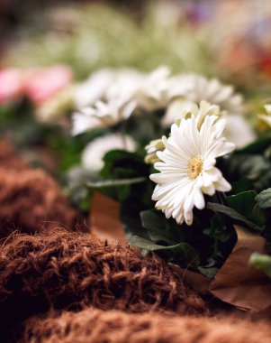 Bir tencerede gerbera çiçek