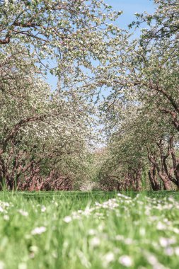 Bir bahar bahçe çiçek açan elma ağacı