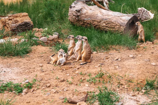 Famille Suricates Dans Zoo — Photo