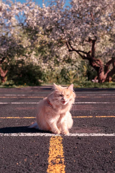 Vörös Macska Elégedetlen Játszótér Virágzó Almafák — Stock Fotó