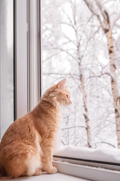 Macska Ablakpárkányon Télen — Stock Fotó