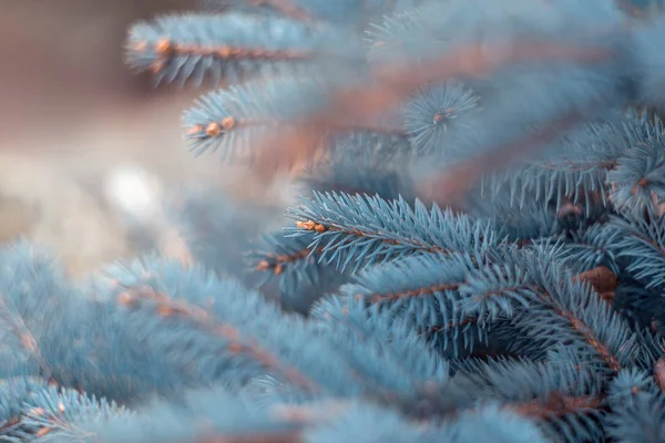 青いトウヒの枝 モミの木 — ストック写真