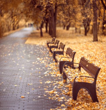 Altın Sonbahar. Sonbahar park banklar. Düşmüş yapraklar