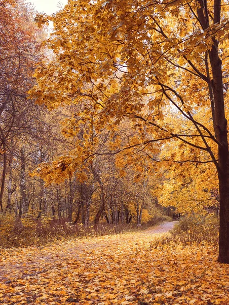 Altın Sonbahar. Sonbahar yolu parkta. Düşmüş yapraklar