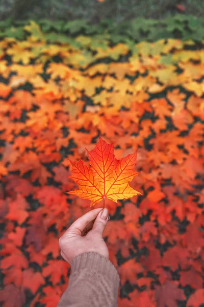 Sonbahar yaprak elinde. Akçaağaç yaprağı. Sonbahar. Yaprak gradyan.