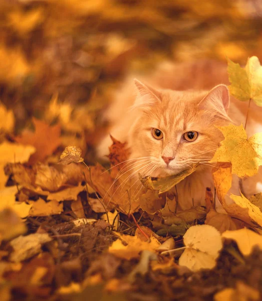 kedi, memeli, yerli kedi, kırmızı, kırmızı kedi, şirin, bıyık, gözler, kulaklar, namlu, kahverengi, sonbahar, sezon, yaprakları, bitki örtüsü, hayvan, yavru kedi, evde beslenen hayvan, ev içi kullanımına yönelik, kedi, kitty, kürk, beyaz, Genç, yeşil, portre, göz, Doğa, küçük, Evcil hayvan, hayvan, tekir, çim, açık, sarı